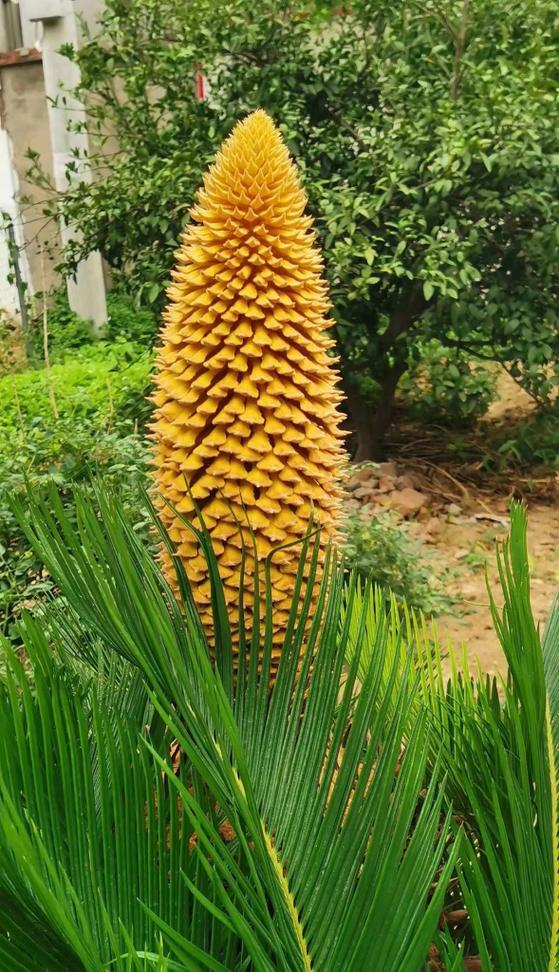 青铁树的花语代表什么？