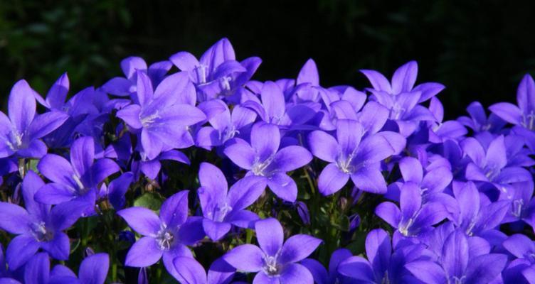 暗含花语的组名和拼音是什么？花语组名有哪些含义？