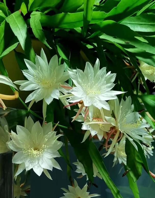 什么花的花语最吉祥适合自送？