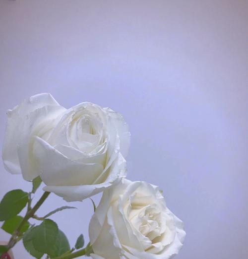 白玫瑰丁香的花语是什么？它们共同表达了什么？