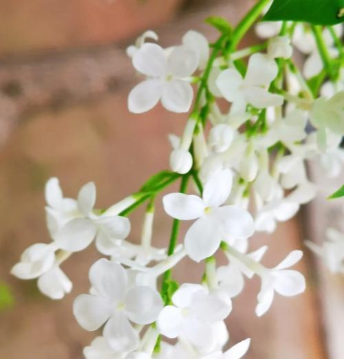 白玫瑰丁香的花语是什么？它们共同表达了什么？