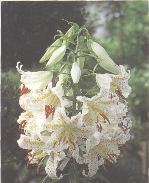 早生贵子的花语有哪些？
