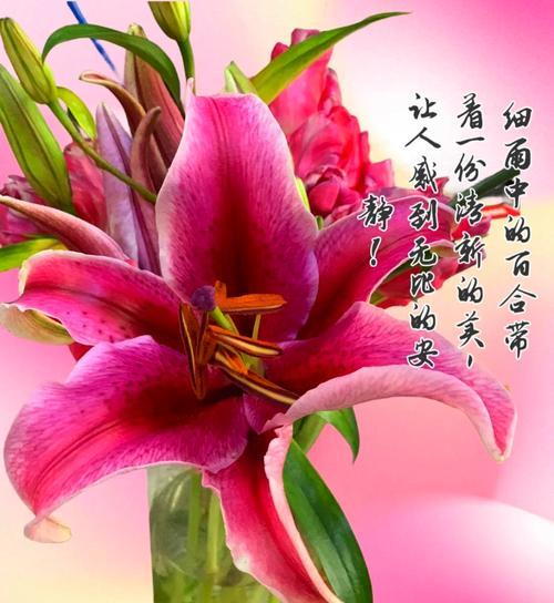 招手花的花语有何寓意？