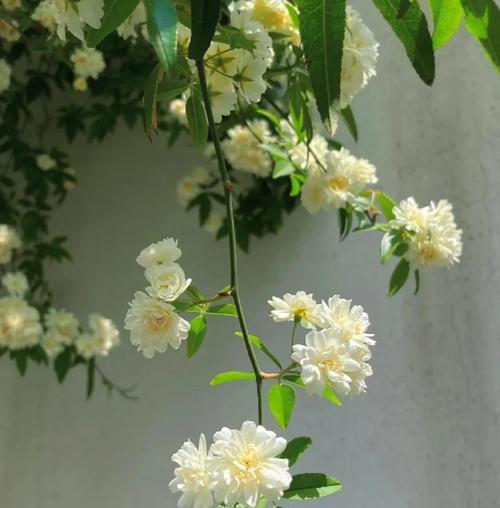 招手花的花语有何寓意？