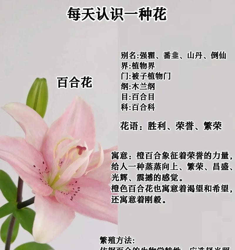 招手花的花语有何寓意？