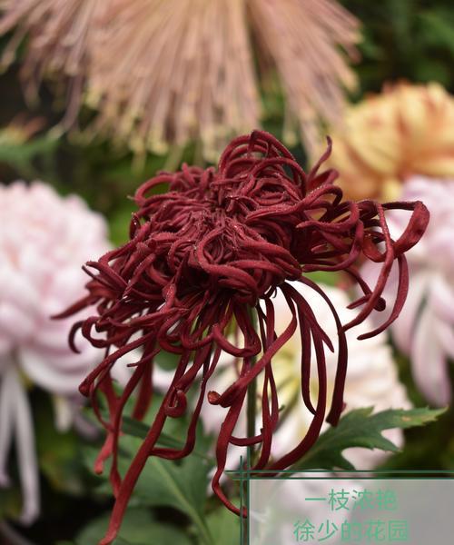 牡丹彩菊的花语代表什么？它传递了怎样的信息？