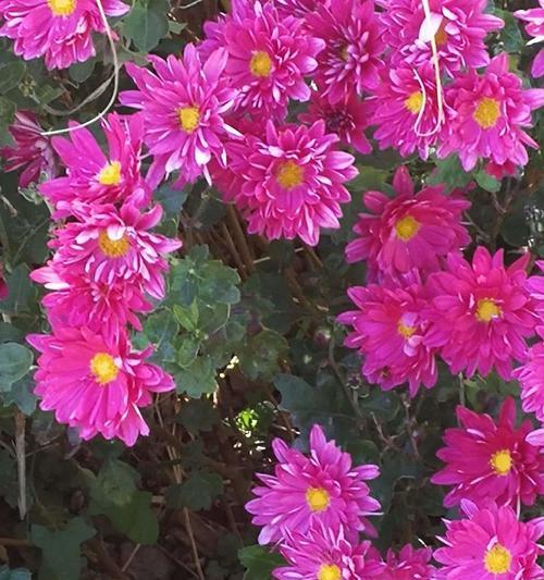 牡丹彩菊的花语代表什么？它传递了怎样的信息？