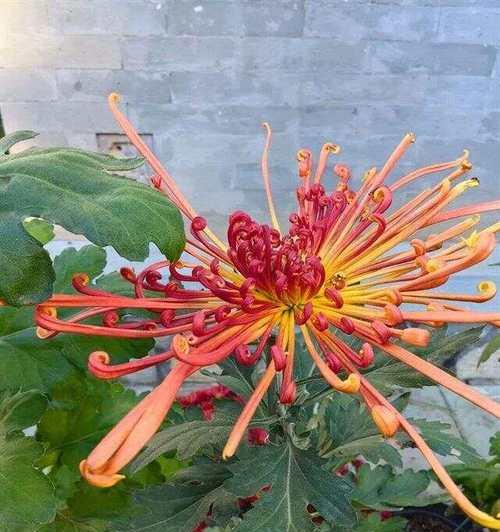 牡丹彩菊的花语代表什么？它传递了怎样的信息？