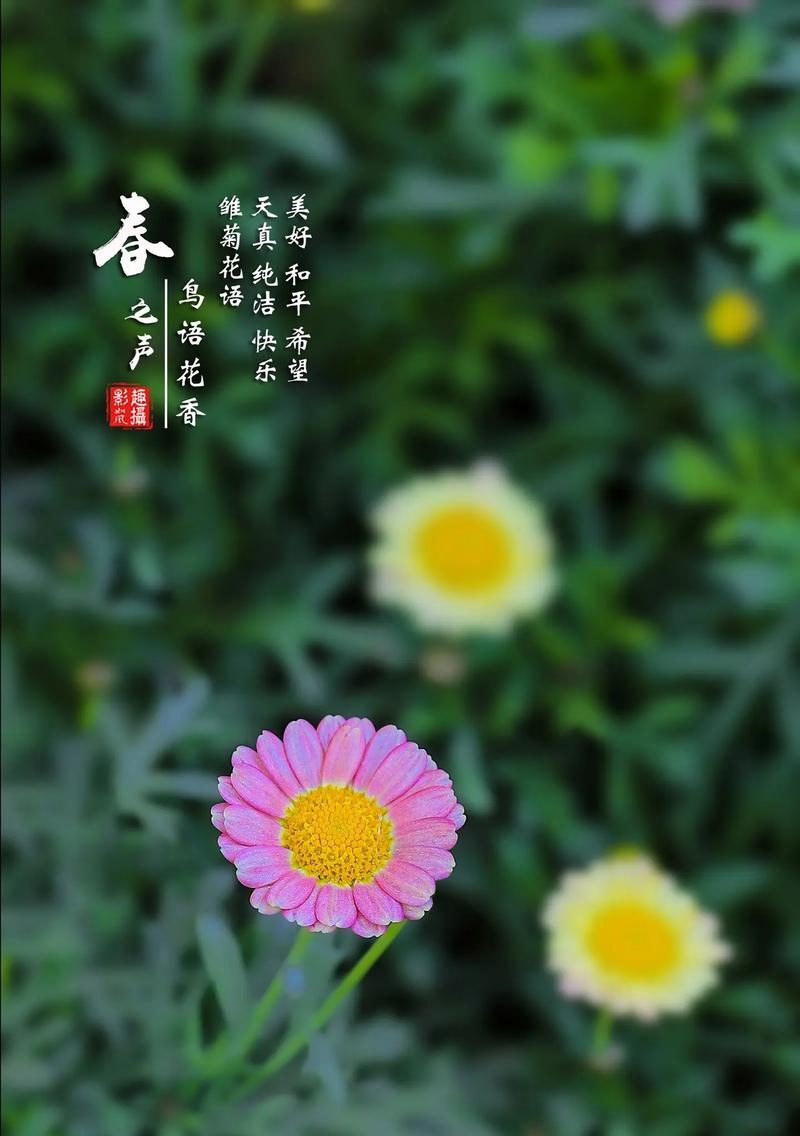 小雏菊的花语有哪些变化？新含义代表什么？