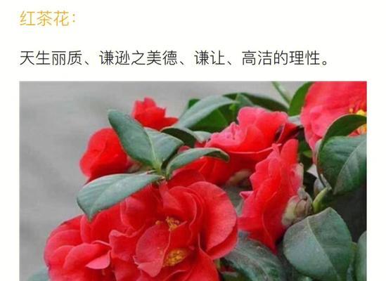 哪种花的花语具有隐喻性质？