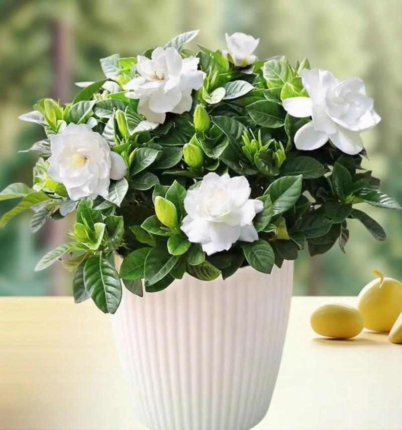 开心活着的花语是什么？