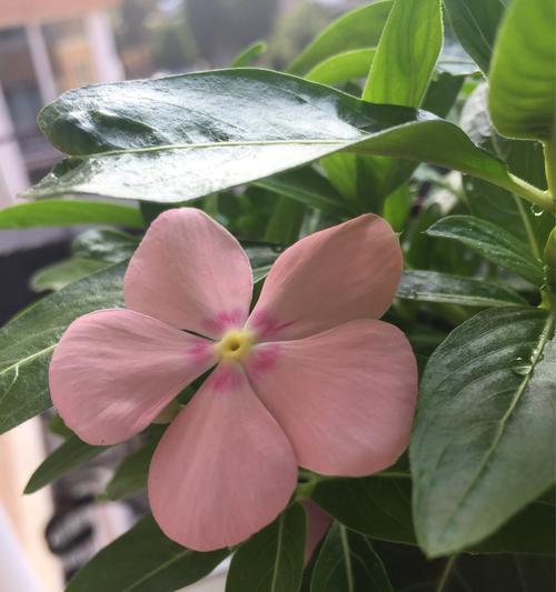 开心活着的花语是什么？