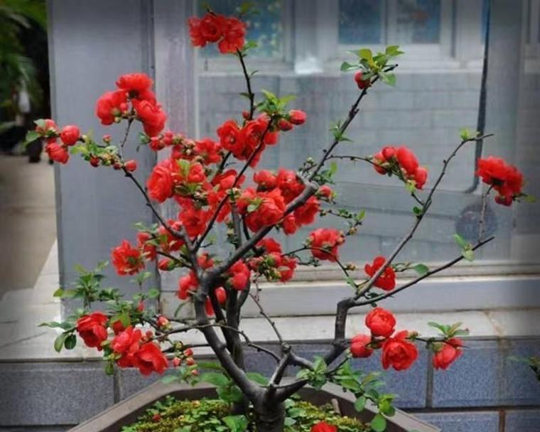 海棠绿宝石的花语有何特别之处？它象征着什么？