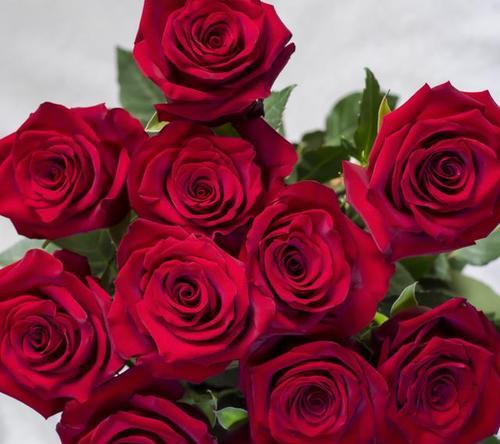 送女生玫瑰花应该选择什么颜色？不同颜色玫瑰的花语是什么？