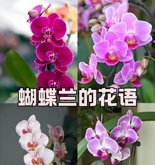 金蝴蝶兰代表什么？它的花语有何深意？