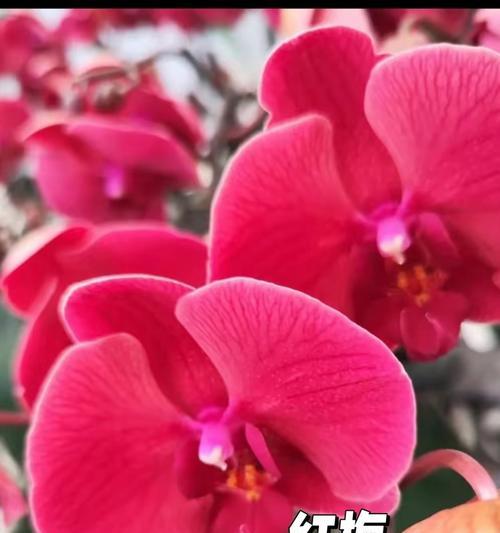 金蝴蝶兰代表什么？它的花语有何深意？
