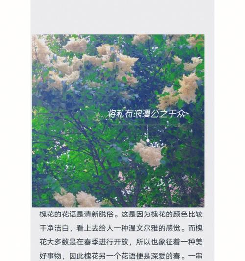 大叶桉的花语是什么？怀菊花的花语象征与寓意又是什么？