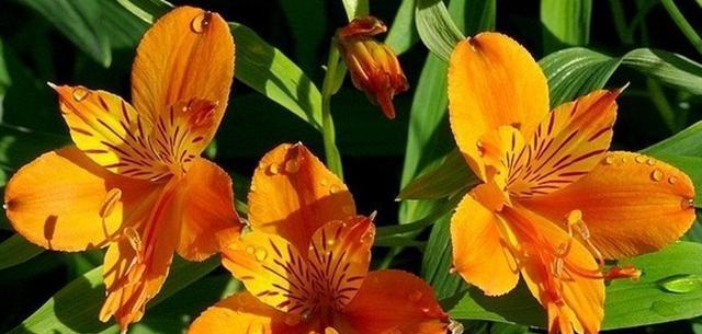 大叶桉的花语是什么？怀菊花的花语象征与寓意又是什么？