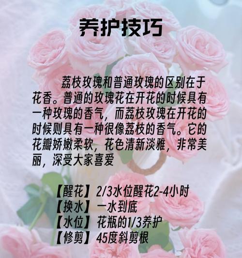 短暂的爱恋的花语是什么？它代表了什么？