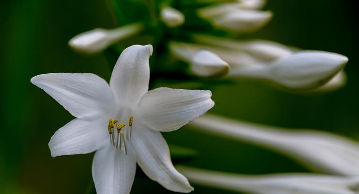 邂逅花语的花语是什么？它在相遇中传递了哪些信息？