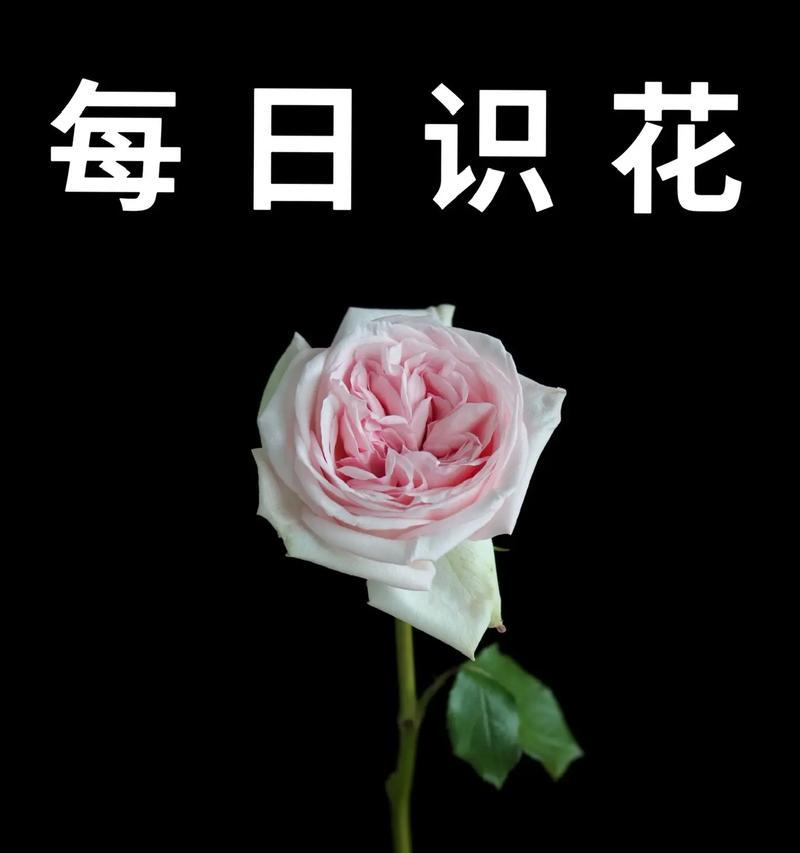 水中粉色玫瑰的花语有何深意？