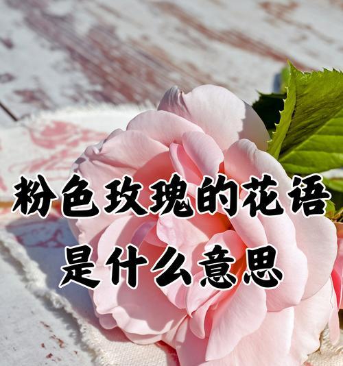 水中粉色玫瑰的花语有何深意？