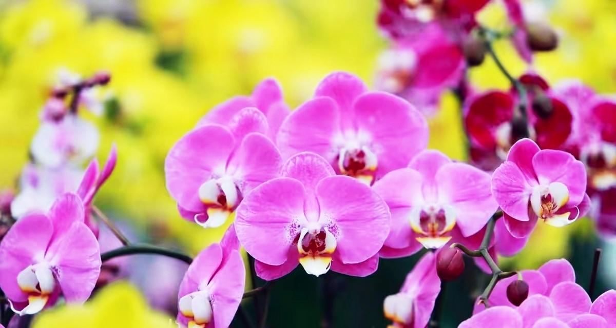 蝴蝶兰为何象征幸福？它的花语背后有何故事？