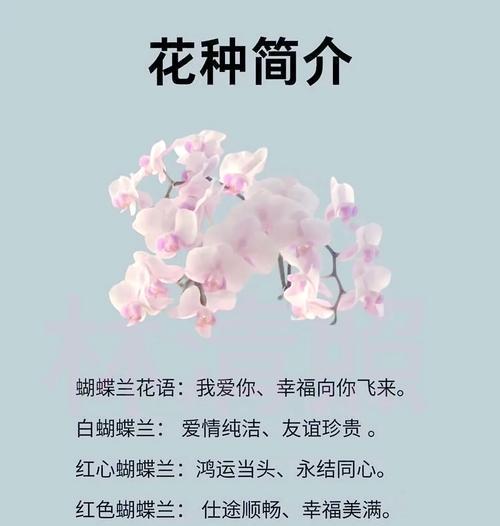 蝴蝶兰为何象征幸福？它的花语背后有何故事？