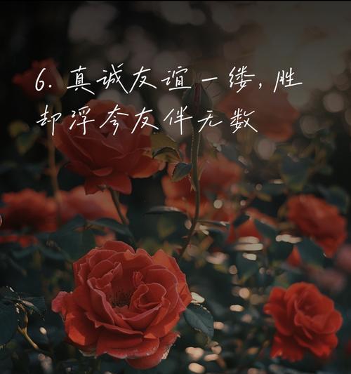 表达纯友谊的花语有哪些？