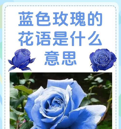 表达纯友谊的花语有哪些？