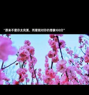 雪玫瑰的花语文案有何深意？花语表达的是什么？