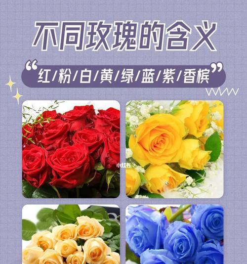 雪玫瑰的花语文案有何深意？花语表达的是什么？