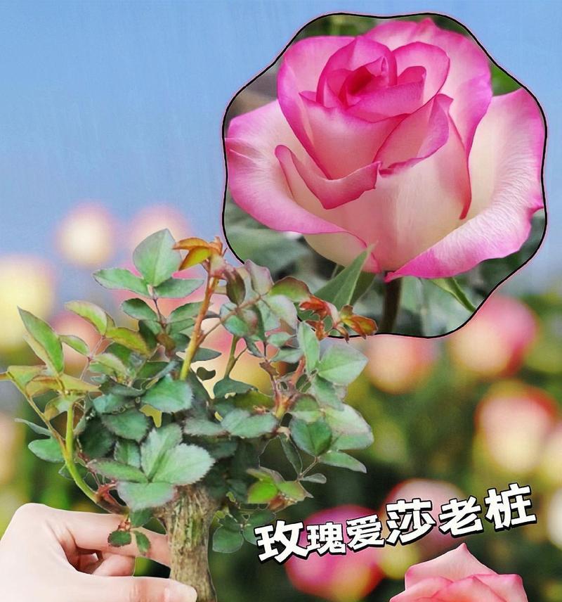 很像艾莎玫瑰花的花语是什么？这种花的寓意有何特别之处？