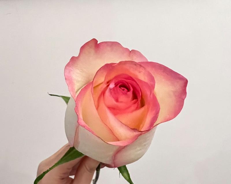 很像艾莎玫瑰花的花语是什么？这种花的寓意有何特别之处？