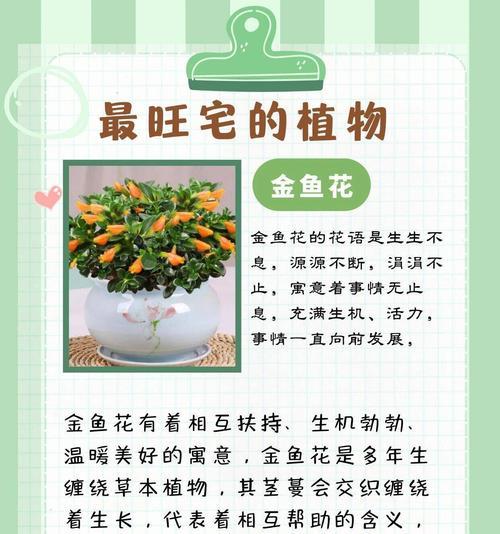 每日出生的花语有何不同？代表什么？