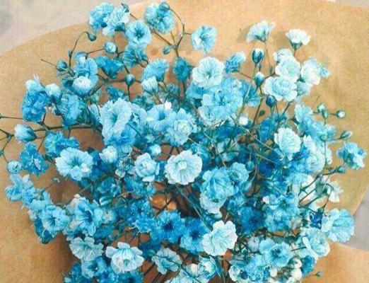错过释怀的花语寓意着什么？
