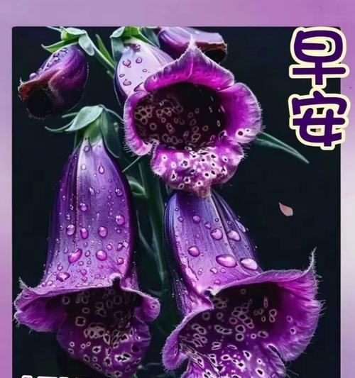 表达四季都想你的花语是什么？龙爱生活的花语是什么？