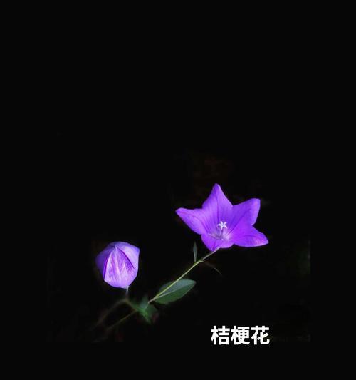 表达四季都想你的花语是什么？龙爱生活的花语是什么？