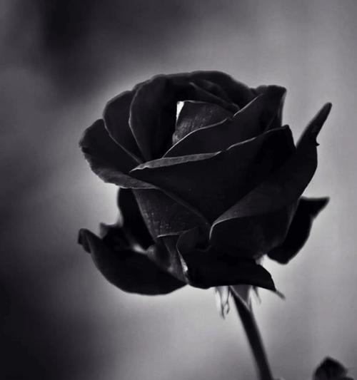 黑色的玫瑰花代表什么？黑色玫瑰的花语有哪些？