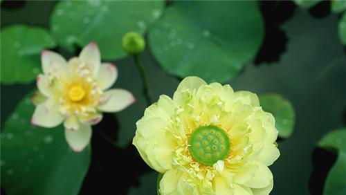 茶香香烟花语代表什么含义？