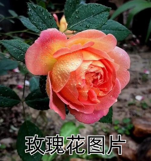 粉色玫瑰代表什么情感？