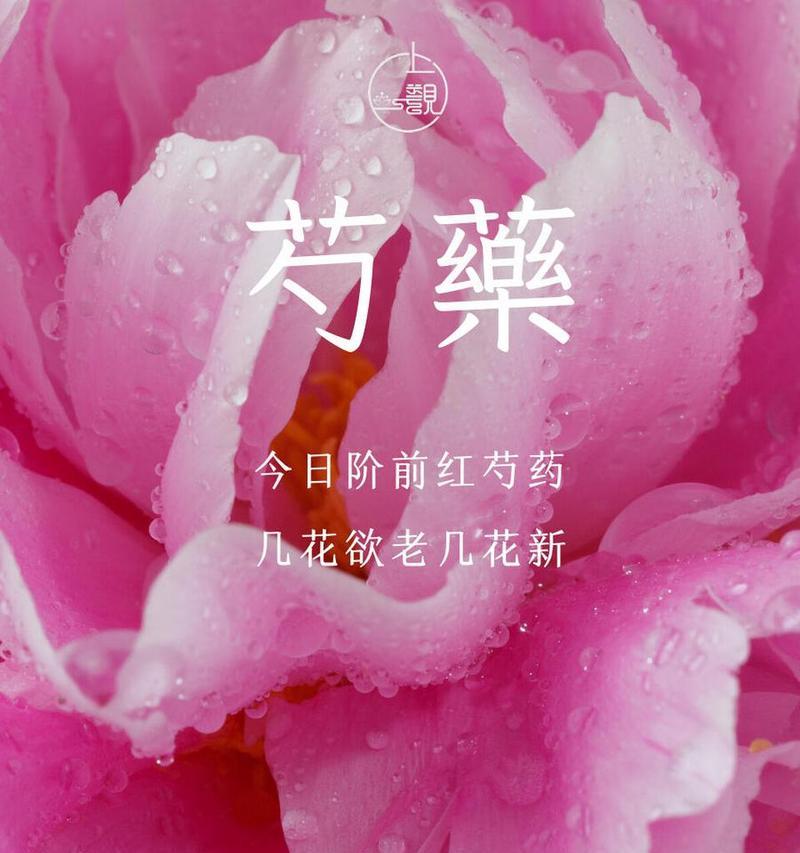 芍药进口的花语有何特别之处？它传达了哪些情感？
