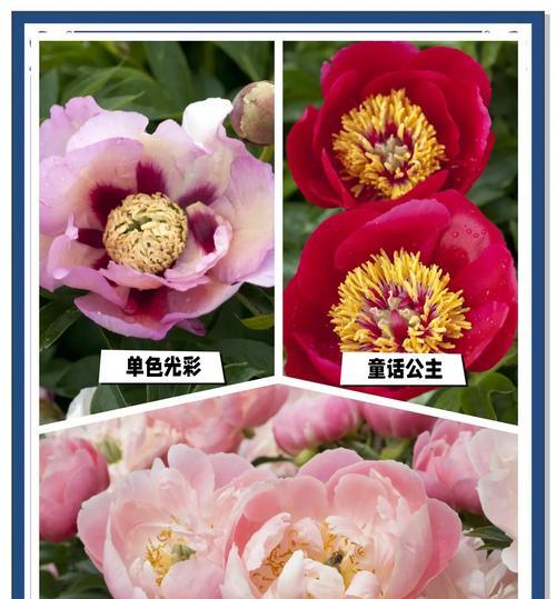 芍药进口的花语有何特别之处？它传达了哪些情感？