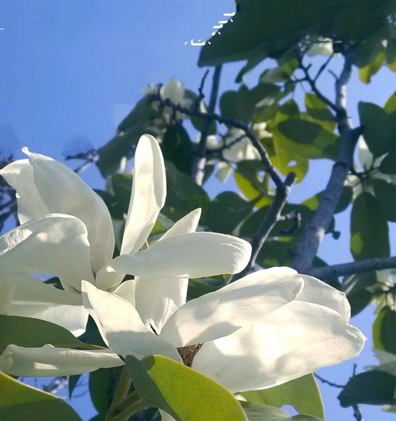 白鹤兰的花语代表什么？