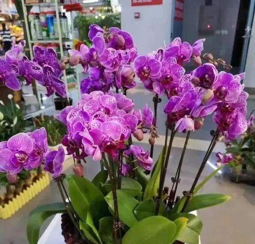 爱写字的猴子花语有何深意？