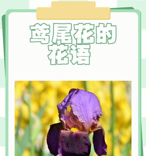 忠实的爱花语有哪些？如何通过花语表达忠诚？