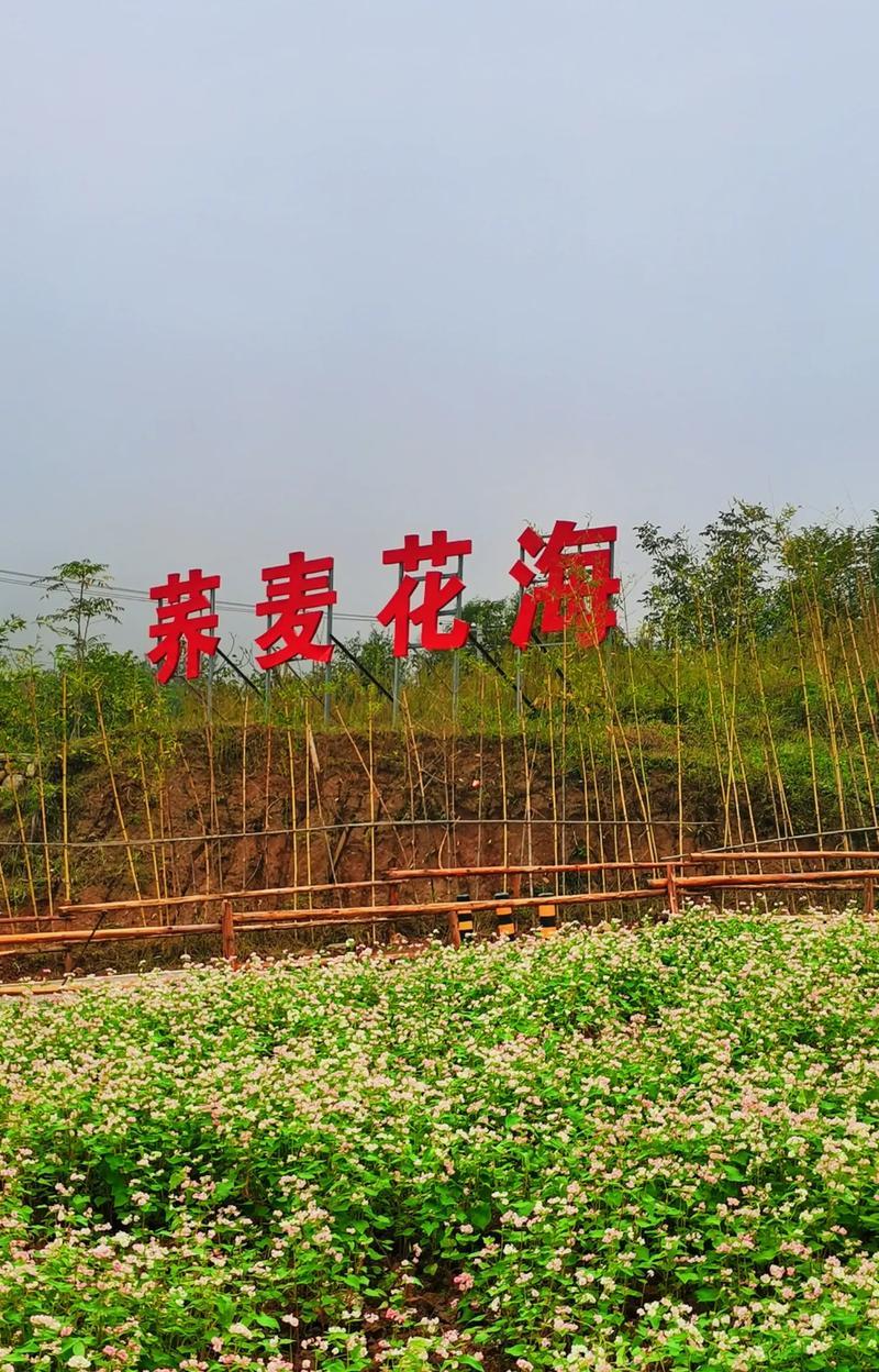 荞麦花海的花语代表什么含义？