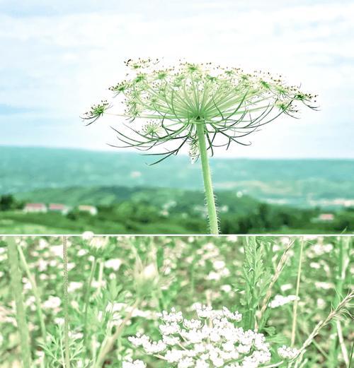 荞麦花海的花语代表什么含义？