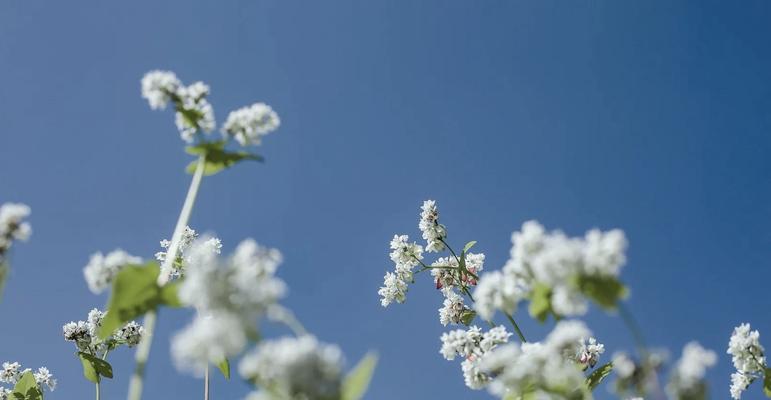 荞麦花海的花语代表什么含义？