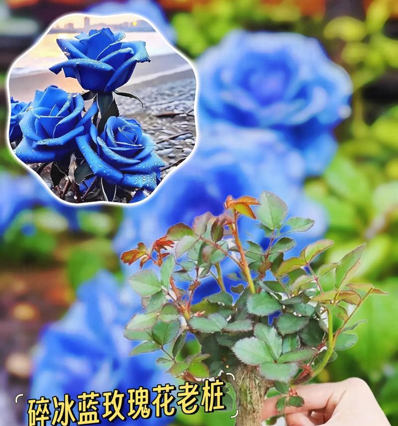 密西根碎冰渐变玫瑰代表什么花语？